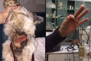 Οβρυά Αχαΐας: Κατάφεραν να πιάσουν τον σκύλο που υπέφερε από την συρμάτινη θηλιά στον λαιμό του…