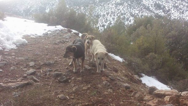 Έκκληση για σκυλοτροφές και εθελοντές για το τάισμα σκυλιών που έχουν εγκαταλειφθεί στην Πάρνηθα