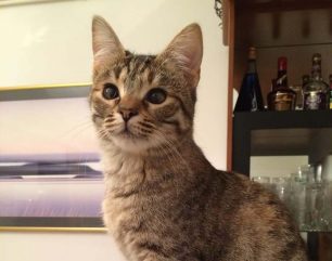 Χάθηκε θηλυκή γάτα στο Πολύδροσο Χαλανδρίου