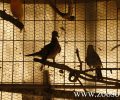 Ελληνική Ορνιθολογική Εταιρεία: Τα άγρια πουλιά ανήκουν στη φύση (βίντεο)