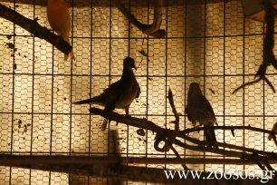 Καρδίτσα: 70 πουλιά, είδη της άγριας πανίδας εντοπίστηκαν σε κατάστημα & κατασχέθηκαν από το Δασαρχείο
