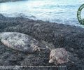 Νεκρή από προπέλα σκάφους η Ραμφοφάλαινα Ζιφιός που εκβράστηκε στη Νάξο