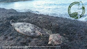 Νεκρή από προπέλα σκάφους η Ραμφοφάλαινα Ζιφιός που εκβράστηκε στη Νάξο