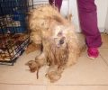 Εγκατέλειψε τον κακοποιημένο σκύλο μέσα σε κλουβί σε αλάνα στην περιοχή του Άγιου Ιωάννη Ρέντη (βίντεο)