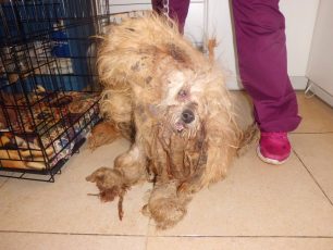 Εγκατέλειψε τον κακοποιημένο σκύλο μέσα σε κλουβί σε αλάνα στην περιοχή του Άγιου Ιωάννη Ρέντη (βίντεο)