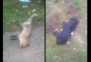 Βρήκαν δηλητηριασμένα σκυλιά και μια αλεπού στα Κανάκια Σαλαμίνας