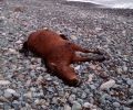 Σαμοθράκη: Βρήκαν το άλογο νεκρό με δεμένα τα πόδια στην παραλία Γυαλού