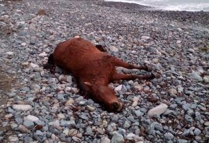 Σαμοθράκη: Βρήκαν το άλογο νεκρό με δεμένα τα πόδια στην παραλία Γυαλού