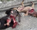 Σέρρες: Βρήκαν τα πτώματα των σκυλιών κατακρεουργημένα