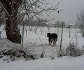 Σέρρες: Κατήγγειλαν στην Αστυνομία την εγκατάλειψη των μοσχαριών μέσα στον χιονιά