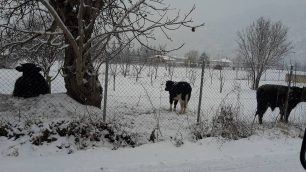 Σέρρες: Κατήγγειλαν στην Αστυνομία την εγκατάλειψη των μοσχαριών μέσα στον χιονιά