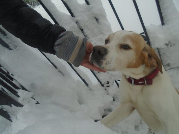 Απελπιστική η κατάσταση στην Σκόπελο εξαιτίας του χιονιά και για εκατοντάδες αδέσποτα και μη ζώα