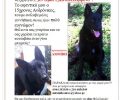 Χάθηκε σκύλος, αρσενικό Γκρένανταλ στο Μαρούσι Αττικής