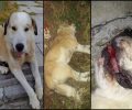Δηλητηριάστηκε με φόλα και το τελευταίο αδέσποτο σκυλί στις εργατικές κατοικίες Παραλίας Πατρών