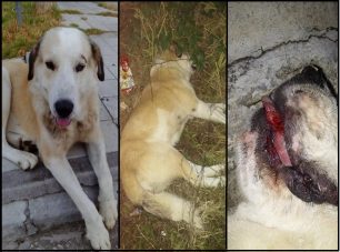 Δηλητηριάστηκε με φόλα και το τελευταίο αδέσποτο σκυλί στις εργατικές κατοικίες Παραλίας Πατρών