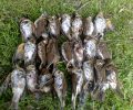 «Οικολόγοι» - κυνηγοί έπιαναν τσίχλες με αγκίστρια στην Αμφεία Καλαμάτας
