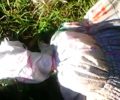 Βρήκαν τα κουτάβια κλεισμένα σε τσουβάλι στις Βελιές Λακωνίας (βίντεο)