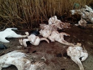 Περίπου 200 πουλιά βρέθηκαν νεκρά στο Δέλτα Νέστου - Βιστωνίδας - Ισμαρίδας