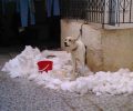 Βόλος: Η Αστυνομία δεν συνέλαβε τον άνδρα που κακοποιεί συστηματικά τον σκύλο του γιατί τον λυπήθηκε