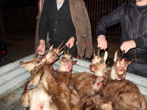 «Οικολόγοι» κυνηγοί σκότωσαν στο Τσεπέλοβο Ιωαννίνων 6 αγριόγιδα 5 εκ των οποίων κυοφορούσαν