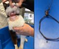 Αίγιο: Βρήκαν τη γάτα να υποφέρει από την συρμάτινη θηλιά που κάποιος πέρασε στο λαιμό της