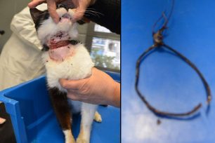 Αίγιο: Βρήκαν τη γάτα να υποφέρει από την συρμάτινη θηλιά που κάποιος πέρασε στο λαιμό της