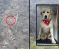 Ψάχνουν το κατάλληλο σπιτικό για τον σκύλο που απεγκλώβισαν από την Πάνια Αράχωβας (βίντεο)