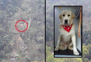 Ψάχνουν το κατάλληλο σπιτικό για τον σκύλο που απεγκλώβισαν από την Πάνια Αράχωβας (βίντεο)