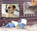 Άνω Διμηνιό Κορινθίας: Aπεγκλώβισαν σκύλο που επί 4 μέρες ήταν σφηνωμένος στις ράγες (βίντεο)