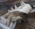Ακόμα τέσσερα αδέσποτα σκυλιά νεκρά στην πόλη της Έδεσσας