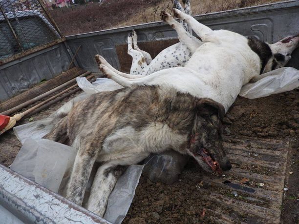Ακόμα τέσσερα αδέσποτα σκυλιά νεκρά στην πόλη της Έδεσσας