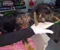 Βρήκαν το κουτάβι να περιφέρεται καμένο στην Ελεούσα Ιωαννίνων (βίντεο)