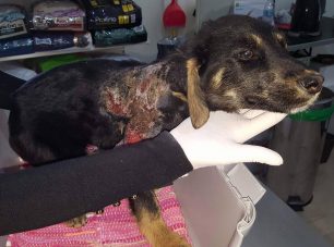 Βρήκαν το κουτάβι να περιφέρεται καμένο στην Ελεούσα Ιωαννίνων (βίντεο)