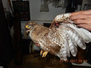 Άλλη μια πυροβολημένη γερακίνα από «οικολόγο» κυνηγό στη Λέσβο
