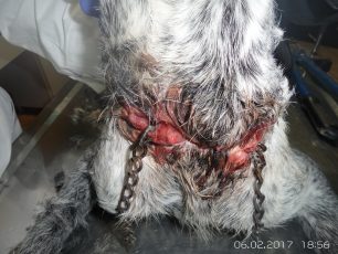 Γιαννιτσά: Βρήκαν τον σκύλο να περιφέρεται με τεράστια πληγή στο λαιμό από την αλυσίδα που είχε χωθεί μέσα στην σάρκα του