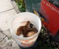Βρήκε τα κουτάβια πεταμένα στα σκουπίδια στην Ιεράπετρα Λασιθίου (βίντεο)