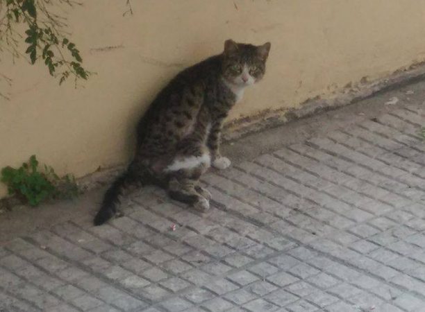Έκκληση για τη σωτηρία της παράλυτης γάτας καθώς ο Δήμος Ιλίου αδιαφόρησε για την τύχη της