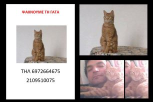 Ψάχνουν την Κάφι, την γάτα που ανήκει σε Τούρκο υπήκοο & χάθηκε στην Αθήνα