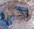 Δείτε καρέ – καρέ τον απεγκλωβισμό αλόγου που βρέθηκε σε λάκκο στα Κανάκια Σαλαμίνας