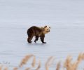 Απομάκρυναν την αρκούδα που πλησίασε την πόλη της Καστοριάς και έκανε βόλτες πάνω στην παγωμένη λίμνη