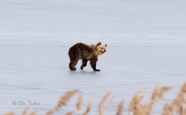 Απομάκρυναν την αρκούδα που πλησίασε την πόλη της Καστοριάς και έκανε βόλτες πάνω στην παγωμένη λίμνη