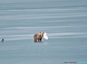 Επανήλθε στην παγωμένη λίμνη της Καστοριάς η αρκούδα για να τραφεί με κύκνους