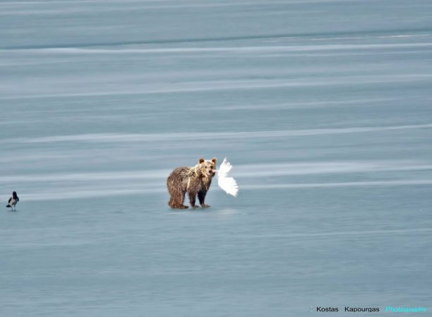 Επανήλθε στην παγωμένη λίμνη της Καστοριάς η αρκούδα για να τραφεί με κύκνους