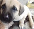Κομοτηνή: Έκκληση για να χειρουργηθεί το συντομότερο το σκυλάκι που χτυπήθηκε από αυτοκίνητο (βίντεο)