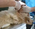 Κορινθία: Ο σκύλος βρέθηκε πυροβολημένος με διαλυμένο το κεφάλι από χτύπημα