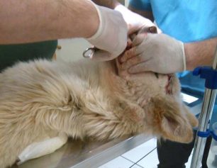 Κορινθία: Ο σκύλος βρέθηκε πυροβολημένος με διαλυμένο το κεφάλι από χτύπημα