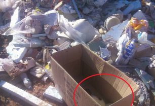 Βρήκε 4 κουτάβια πεταμένα σε κούτα στα σκουπίδια στο Πόρτο Ράφτη Αττικής (βίντεο)