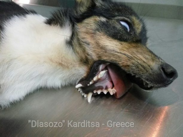 Κρανιά Καρδίτσας: Βρήκαν τον σκύλο να περιφέρεται με σπασμένο σαγόνι & ξεριζωμένα δόντια (βίντεο)