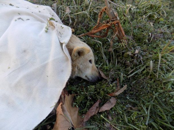Κρηνίδες Καβάλας: Πέθανε ο σοβαρά τραυματισμένος σκύλος παρά την επιχείρηση διάσωσης… (βίντεο)