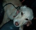Λευκάδα: Βρήκε το κουτάβι να αιμορραγεί καθώς κάποιος του έκοψε τα αυτιά μάλλον με ψαλίδι